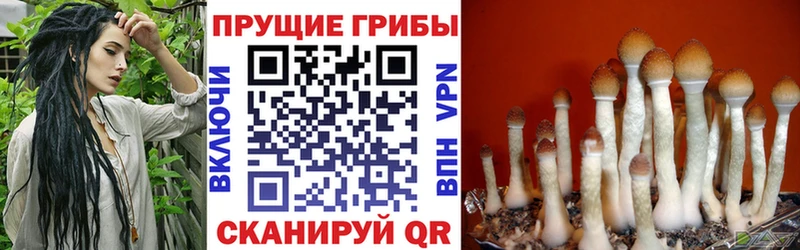Галлюциногенные грибы Psilocybine cubensis  где продают   Строитель 